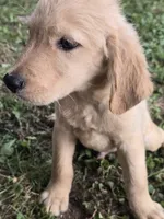 George , a male Golden Retriever for sale in Vincennes, IN – 1 of 1