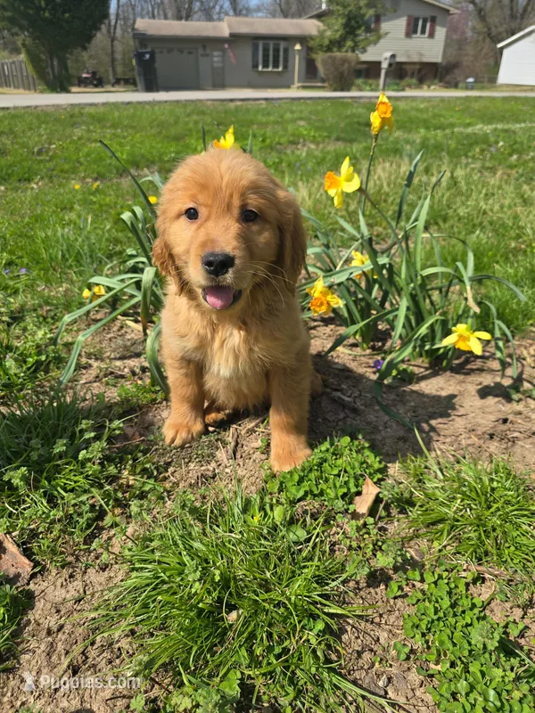 Red – Golden Retriever puppy for sale in Vincennes, IN