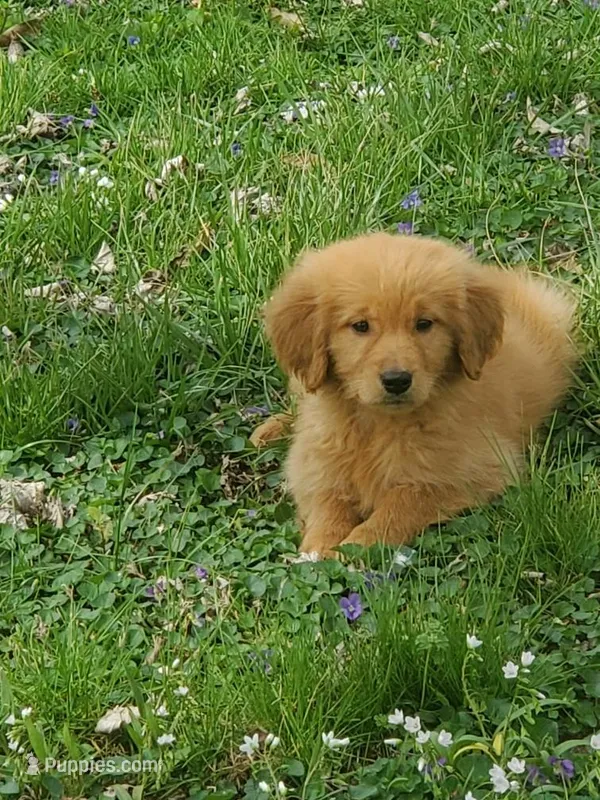 Red – Golden Retriever puppy for sale in Vincennes, IN