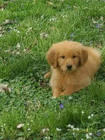 Red, a male Golden Retriever for sale in Vincennes, IN – 1 of 1