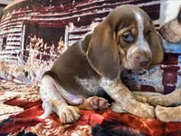 Copper, a male Beagle for sale in Mocksville, NC – 4 of 4