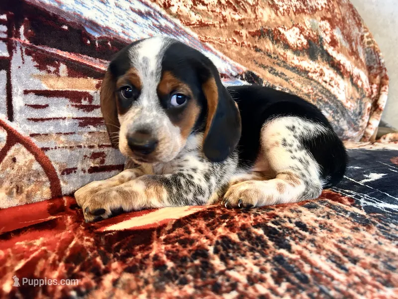 Charlie – Beagle puppy for sale in Mocksville, NC