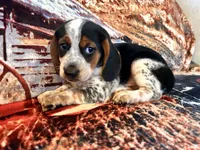 Charlie, a male Beagle for sale in Mocksville, NC – 1 of 3
