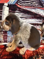 Copper, a male Beagle for sale in Mocksville, NC – 2 of 4