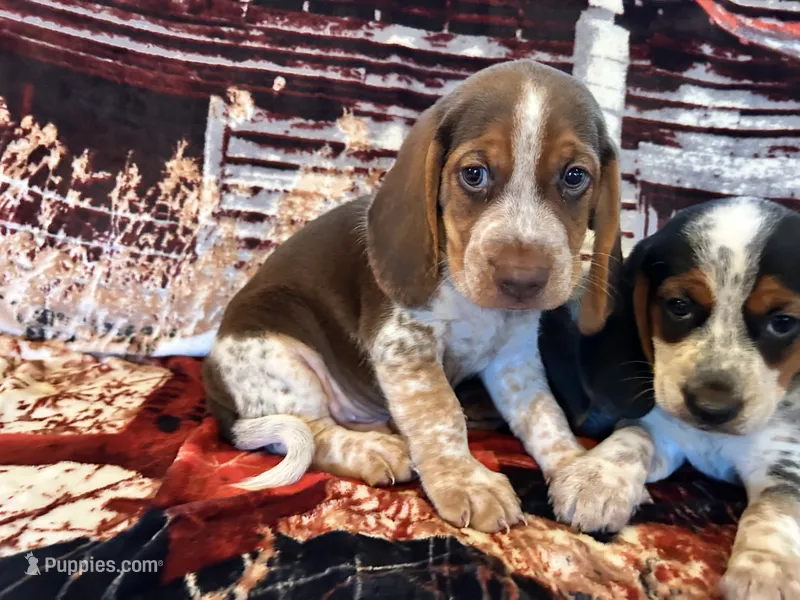 Copper – Beagle puppy for sale in Mocksville, NC