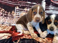 Copper, a male Beagle for sale in Mocksville, NC – 1 of 4