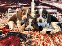 Hazel, a female Beagle for sale in Mocksville, NC – 2 of 3