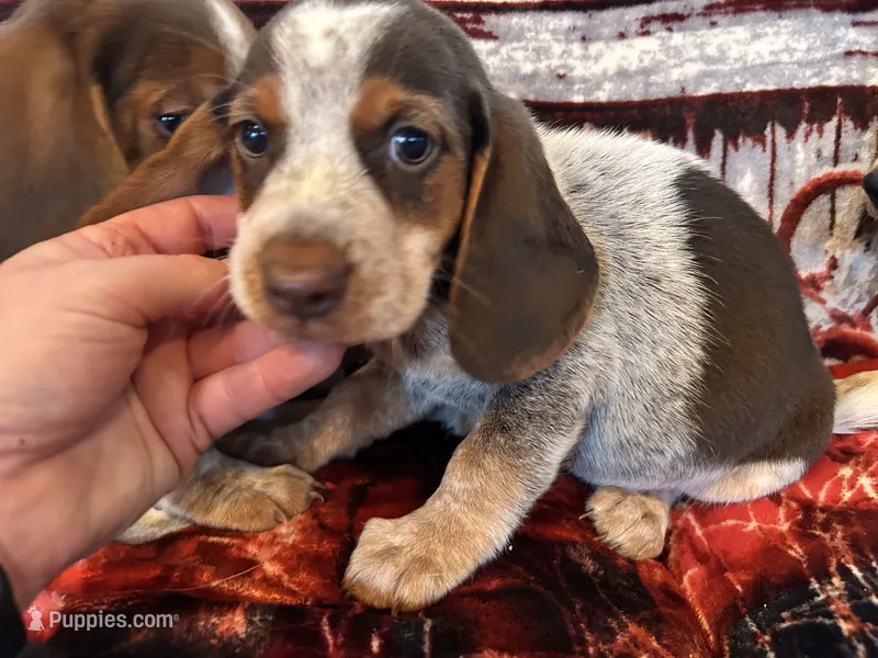 Hazel – Beagle puppy for sale in Mocksville, NC