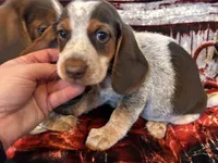 Hazel, a female Beagle for sale in Mocksville, NC – 1 of 3