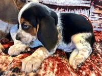 Charlie, a male Beagle for sale in Mocksville, NC – 2 of 3