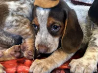 Hazel, a female Beagle for sale in Mocksville, NC – 3 of 3