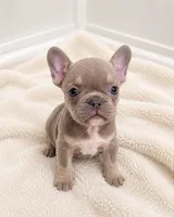 Mochi, a male French Bulldog for sale in Lewisville, TX – 1 of 8