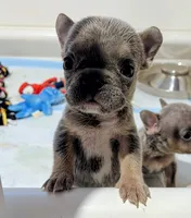 Lily, a female French Bulldog for sale in Lewisville, TX – 2 of 7