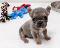 Lily, a female French Bulldog for sale in Lewisville, TX – 6 of 7