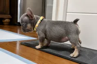 Lily, a female French Bulldog for sale in Lewisville, TX – 7 of 7