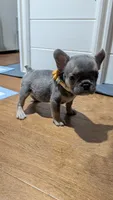 Lily, a female French Bulldog for sale in Lewisville, TX – 5 of 7