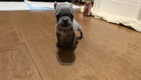 Ivy, a female French Bulldog for sale in Lewisville, TX – 4 of 5