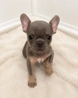 Ivy, a female French Bulldog for sale in Lewisville, TX – 1 of 5