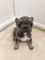 Lily, a female French Bulldog for sale in Lewisville, TX – 4 of 7