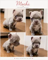 Mochi, a male French Bulldog for sale in Lewisville, TX – 2 of 8