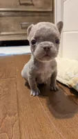 Mochi, a male French Bulldog for sale in Lewisville, TX – 3 of 8