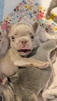 Mochi, a male French Bulldog for sale in Lewisville, TX – 8 of 8
