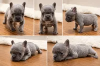 Ivy, a female French Bulldog for sale in Lewisville, TX – 5 of 5
