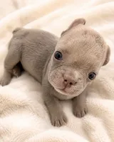 Mochi, a male French Bulldog for sale in Lewisville, TX – 5 of 8