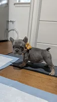 Lily, a female French Bulldog for sale in Lewisville, TX – 3 of 7