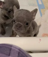 Ivy, a female French Bulldog for sale in Lewisville, TX – 2 of 5
