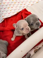 Mochi, a male French Bulldog for sale in Lewisville, TX – 7 of 8