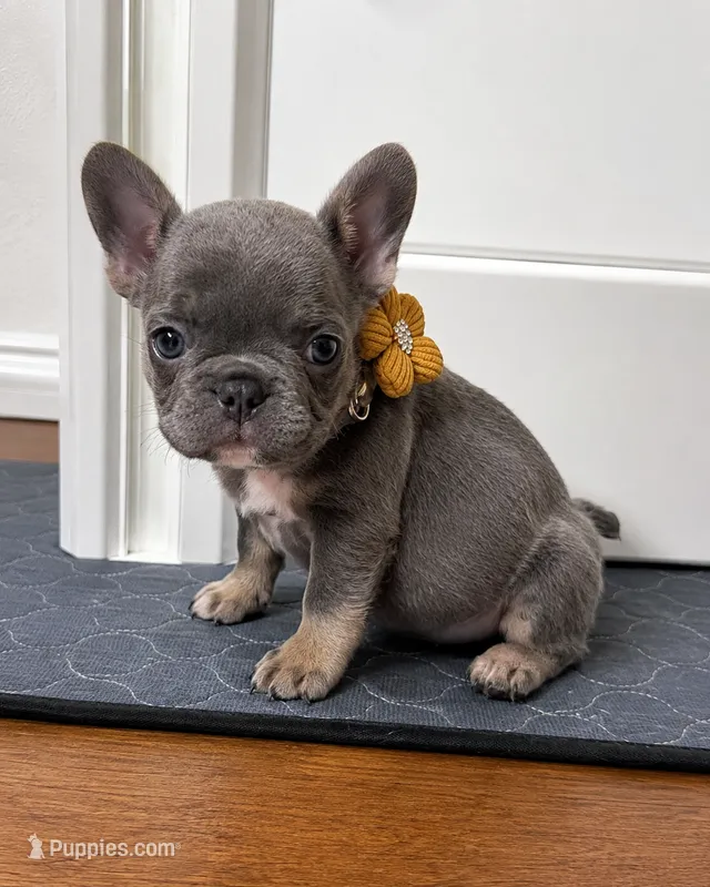 Lily – French Bulldog puppy for sale in Lewisville, TX