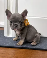 Lily, a female French Bulldog for sale in Lewisville, TX – 1 of 7