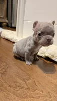 Mochi, a male French Bulldog for sale in Lewisville, TX – 6 of 8
