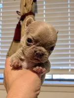 Mochi, a male French Bulldog for sale in Lewisville, TX – 4 of 8