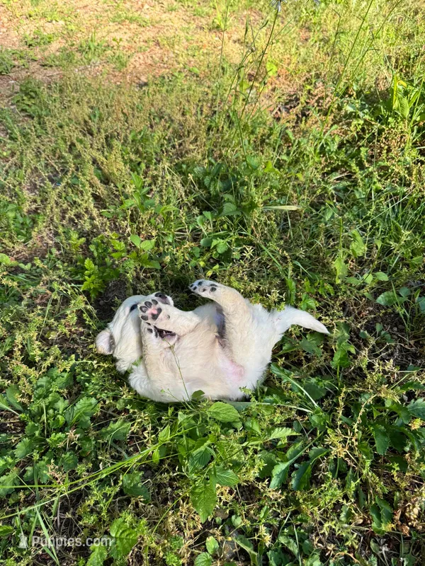 puppies  – English Cream Golden Retriever puppy for sale in Port Orchard, WA