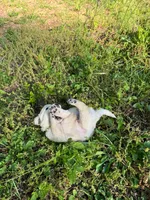 puppies , a male English Cream Golden Retriever for sale in Port Orchard, WA – 1 of 4