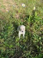 puppies , a male English Cream Golden Retriever for sale in Port Orchard, WA – 3 of 4
