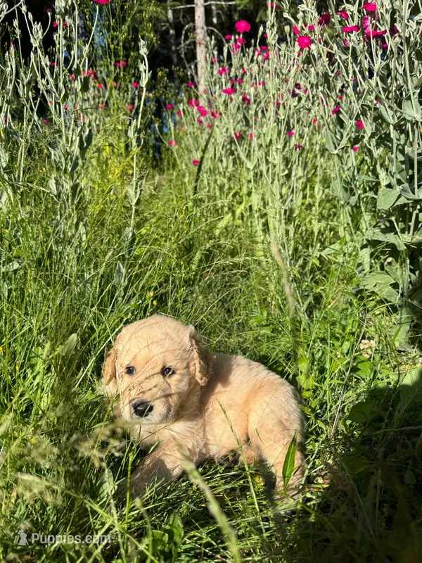 No name  – Golden Retriever puppy for sale in Port Orchard, WA