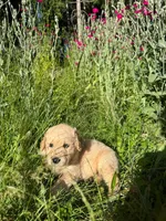 No name , a male Golden Retriever for sale in Port Orchard, WA – 1 of 6