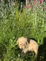 No name , a male Golden Retriever for sale in Port Orchard, WA – 6 of 6