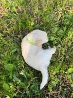 puppies , a male English Cream Golden Retriever for sale in Port Orchard, WA – 2 of 4