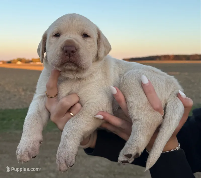 Dolly  – Labrador Retriever puppy for sale in Fort Recovery, OH