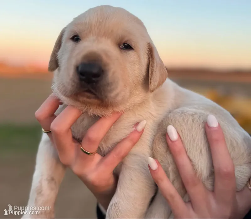 Ollie – Labrador Retriever puppy for sale in Fort Recovery, OH