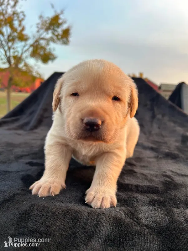 Fletcher – Labrador Retriever puppy for sale in Fort Recovery, OH