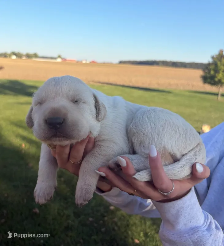 Ollie – Labrador Retriever puppy for sale in Fort Recovery, OH