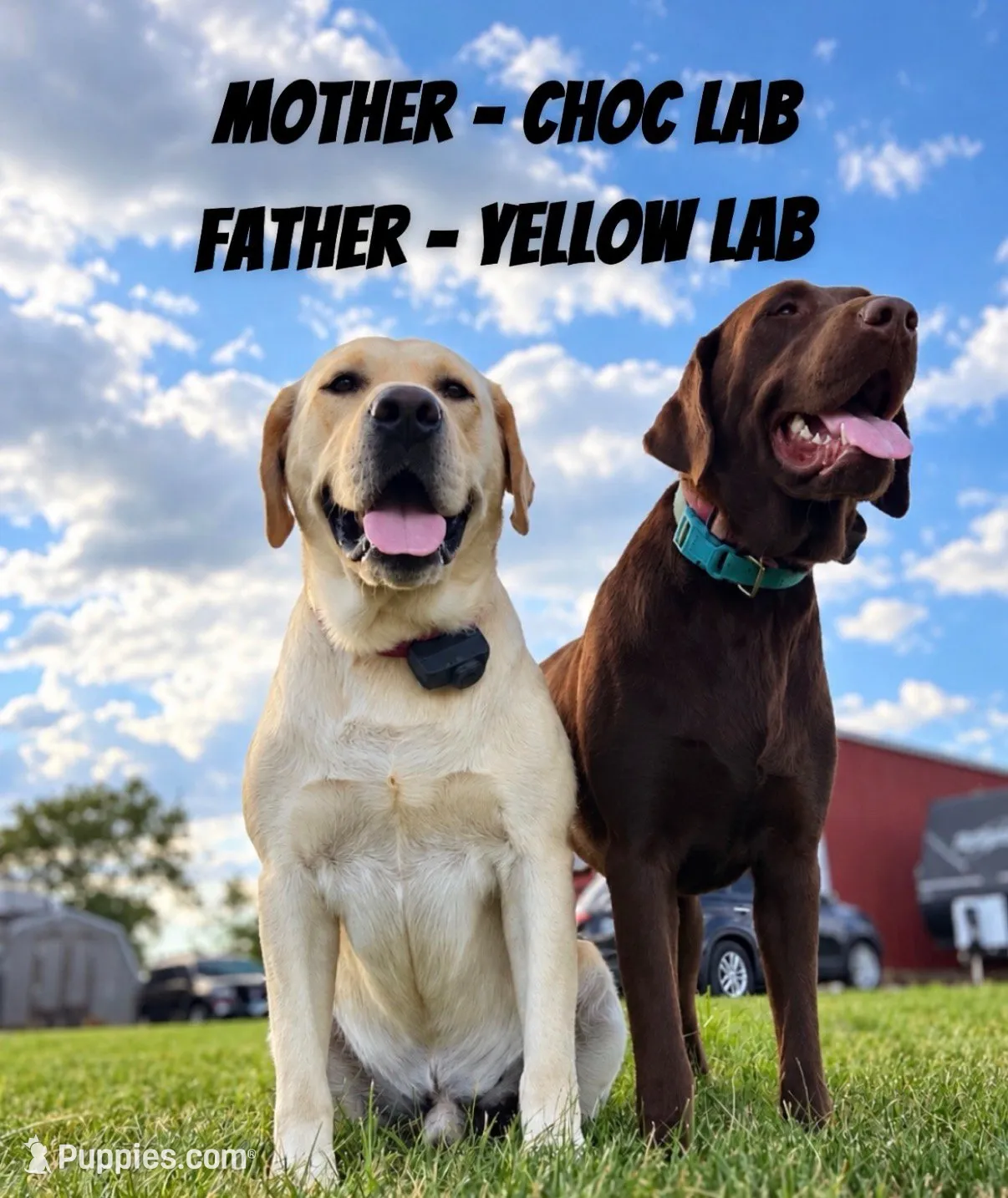 Dolly , a female Labrador Retriever for sale in Fort Recovery, OH – 2 of 2