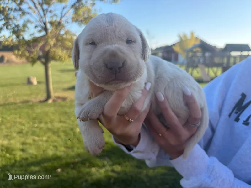 Dolly  – Labrador Retriever puppy for sale in Fort Recovery, OH