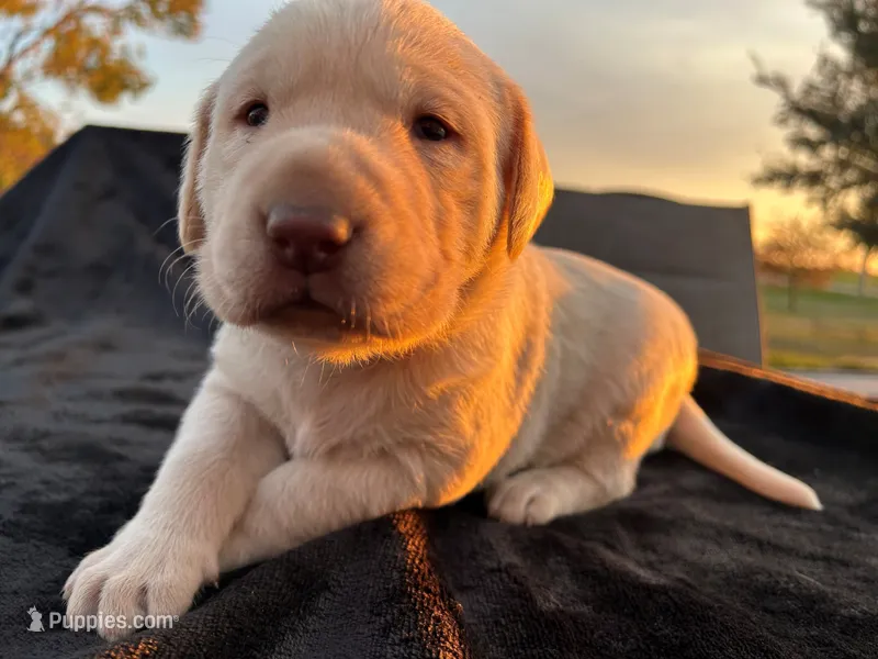 Dolly  – Labrador Retriever puppy for sale in Fort Recovery, OH