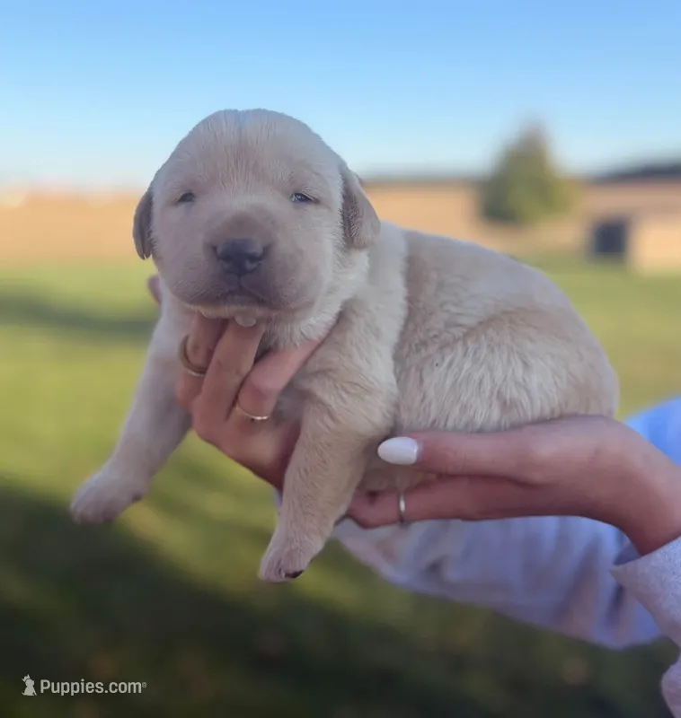 Fletcher – Labrador Retriever puppy for sale in Fort Recovery, OH